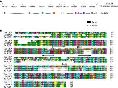 Molecular interplay between ecdysone receptor and retinoid X receptor in regulating the molting of the Chinese mitten crab, Eriocheir sinensis